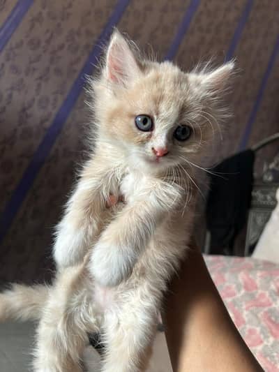  persian kittens for sale 