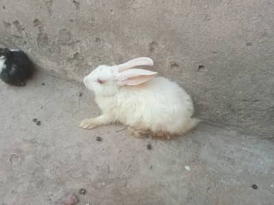 Male and female rabbit for sale 2