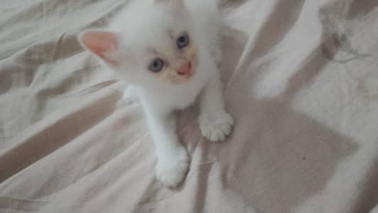 parsion cats