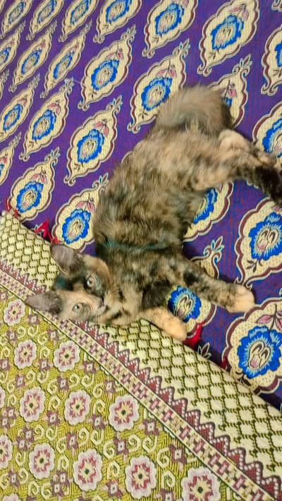 Persian cat