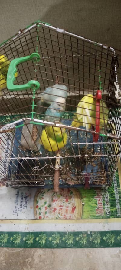 5 parrots Australian for sale