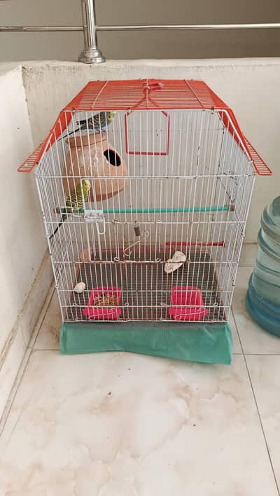 Parrots cage