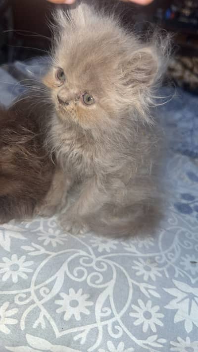 Kitten for sale long coated cat