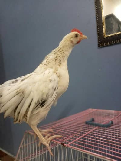 A1 QUALITY DESI ROOSTER & MISRI HEN PAIR