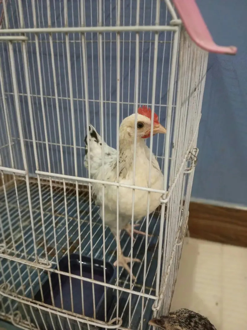 A1 QUALITY DESI ROOSTER & MISRI HEN PAIR — photo 2