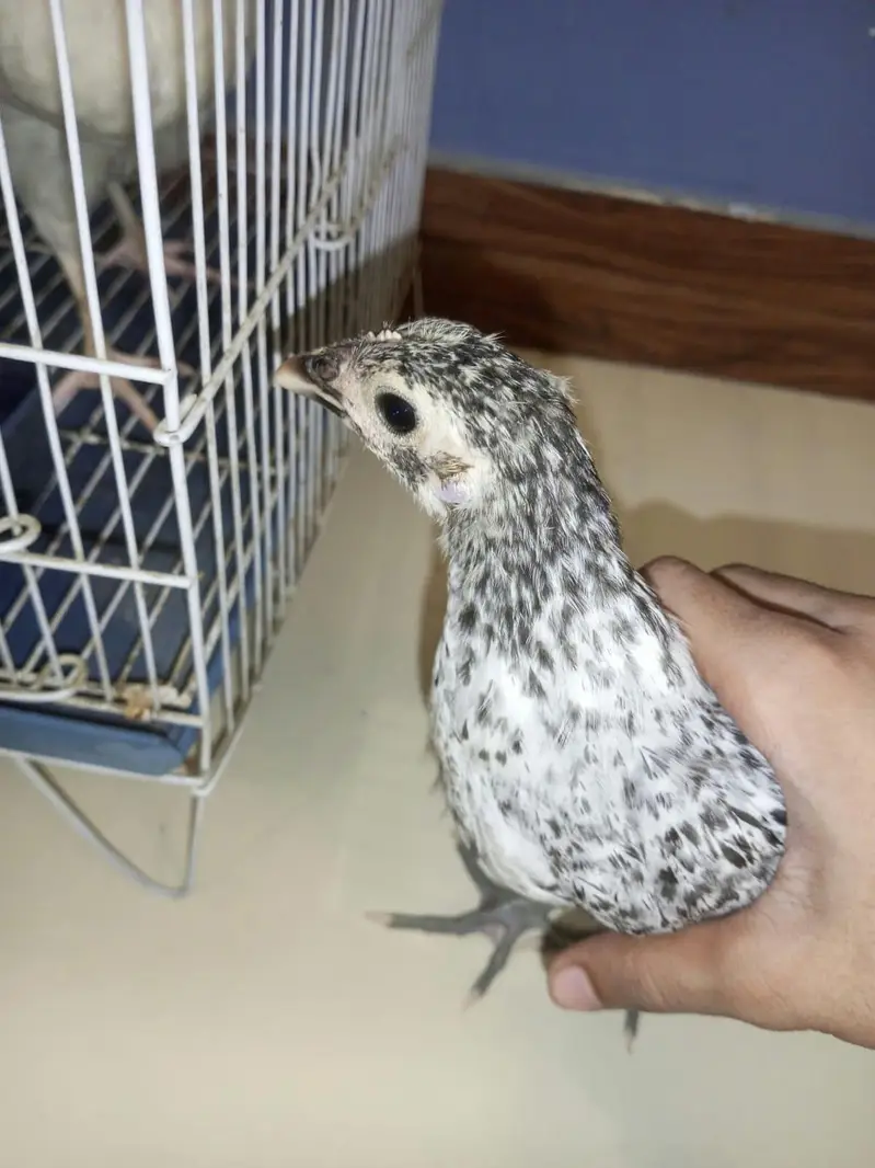 A1 QUALITY DESI ROOSTER & MISRI HEN PAIR — photo 3