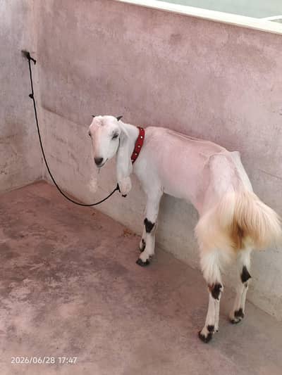 bakri For Seal 5 months ka bacha hai mashallah ache nasal hai