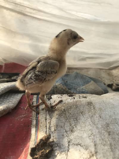 Aseel burmi aseel chicks