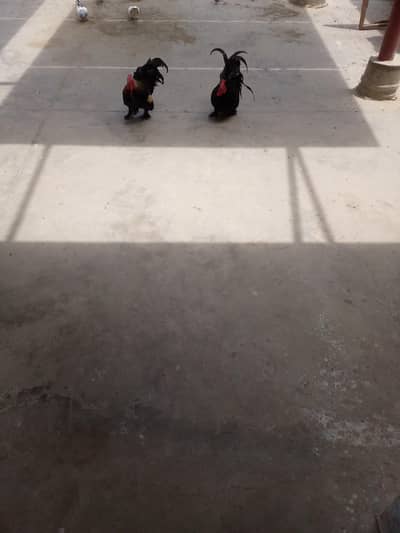 2 male bantam hens