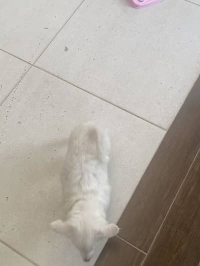 Russian dog for sale