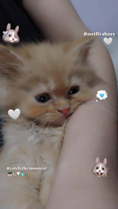 LONG COATED PUNCH FACE KITTEN
