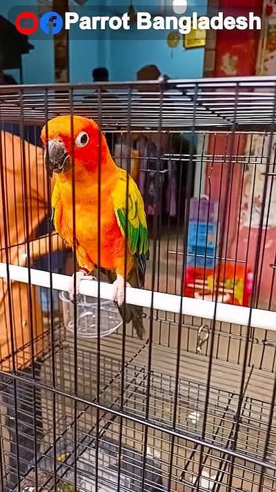 sunconure