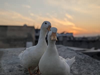 Pekin Ducks breading pair