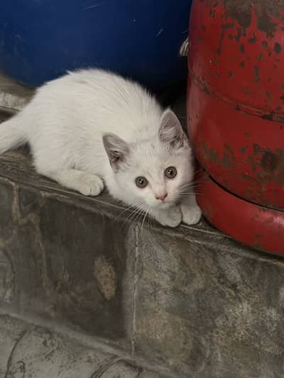 White persian male kitten
