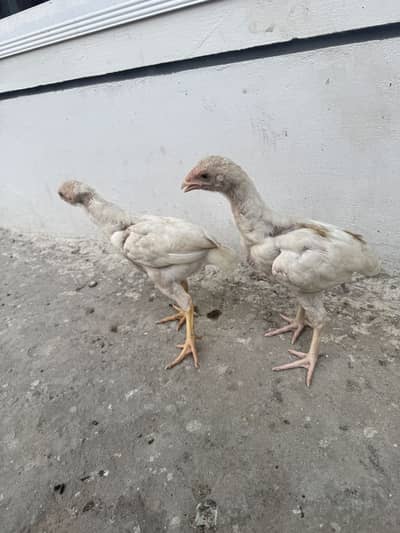 Heera aseel