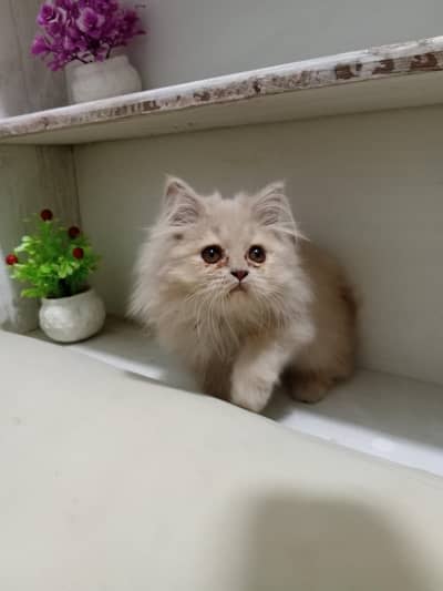 Fawn male Persian triple coated kitten