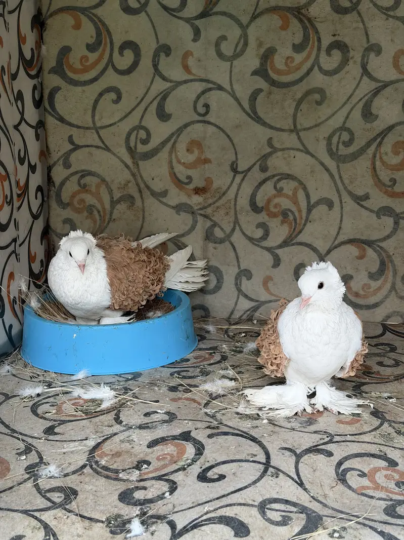Super Fancy Pairs — photo 3