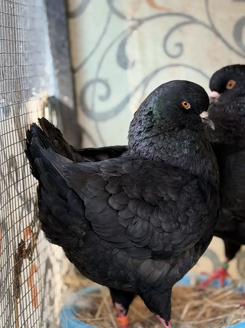 Super Fancy Pairs — photo 5