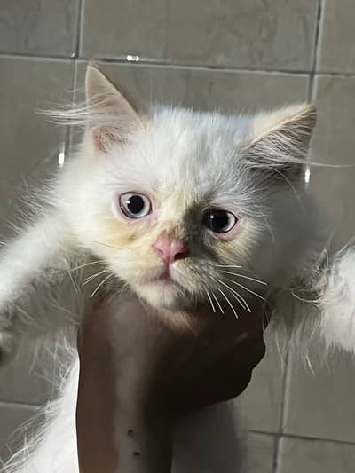 Pretty kitten