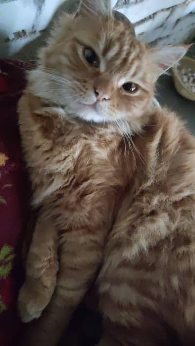 breeder cat