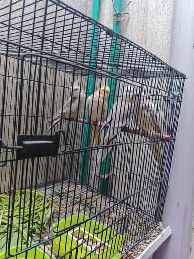 4 cocktail (1 pair and 2 males)