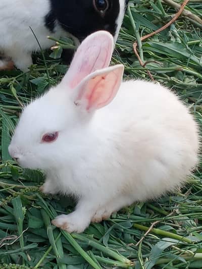 cute rabbit