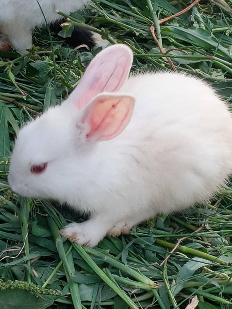 cute rabbit 1