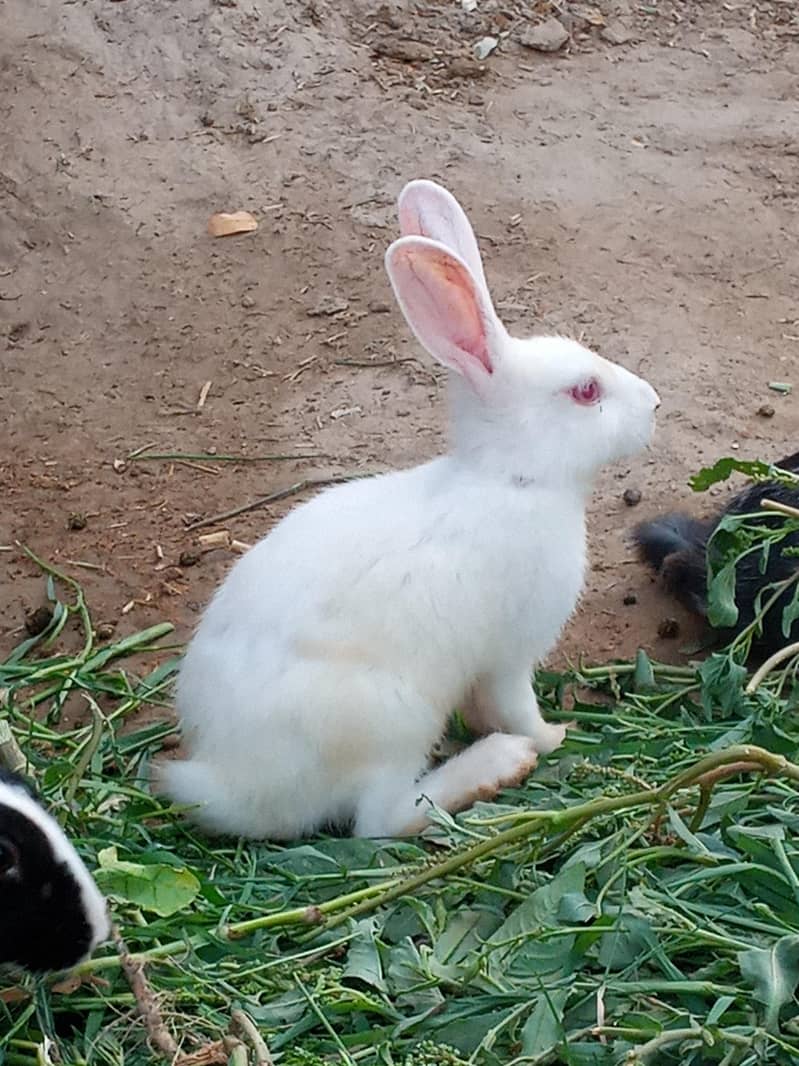 cute rabbit 2