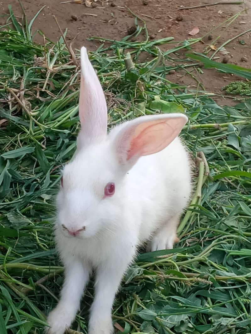 cute rabbit 3