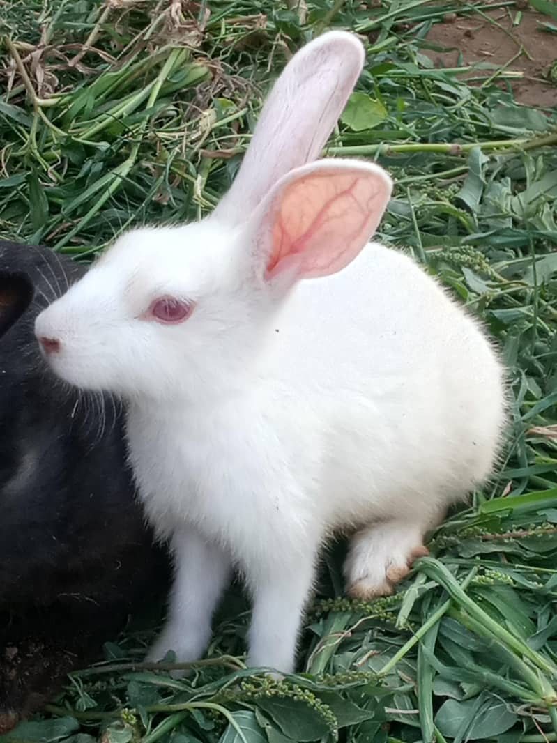 cute rabbit 4
