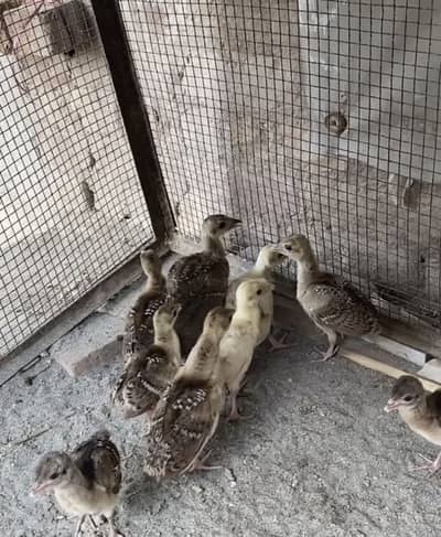 Peacock chicks