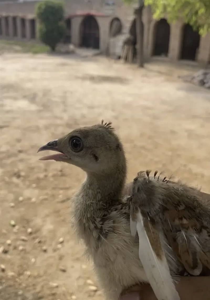 Peacock chicks 1