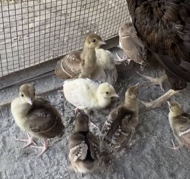 Peacock chicks 2
