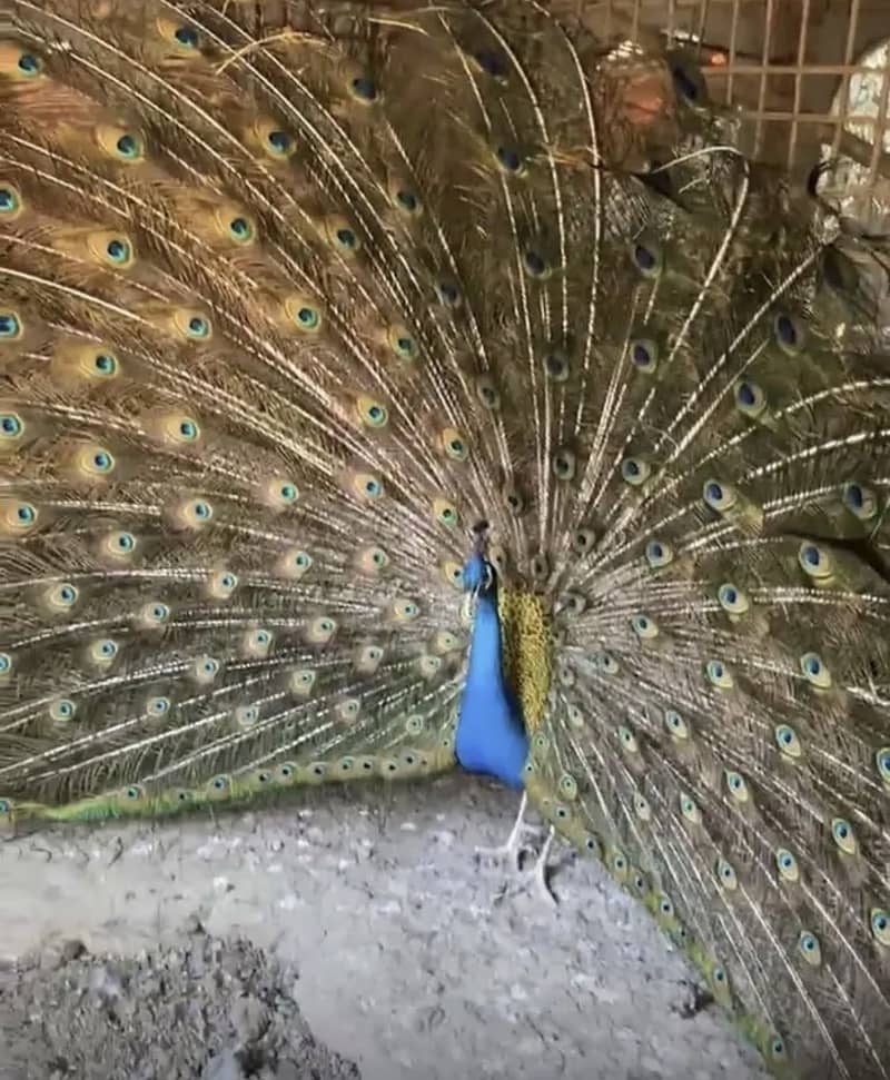 Peacock chicks 4