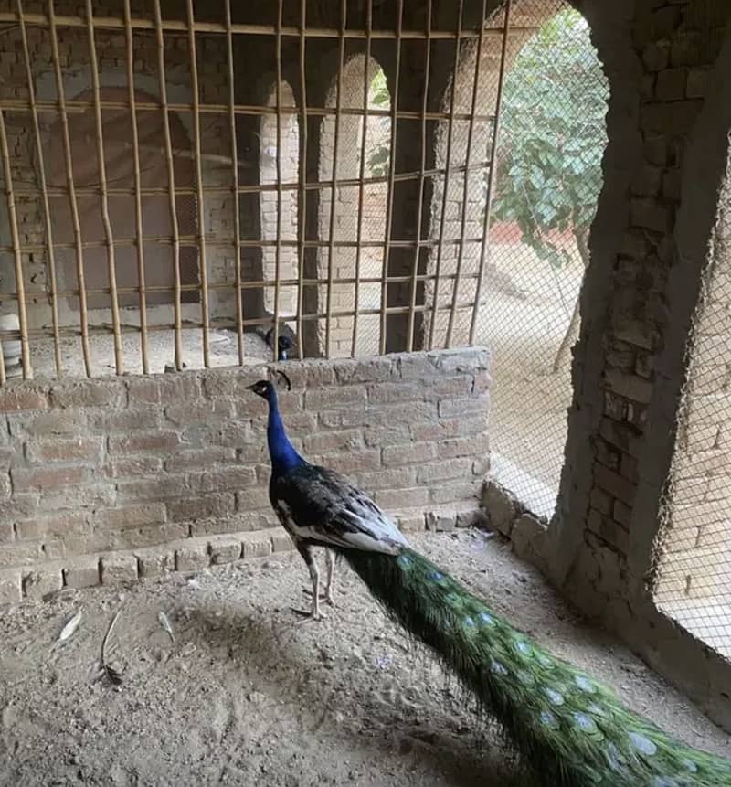 Peacock chicks 5
