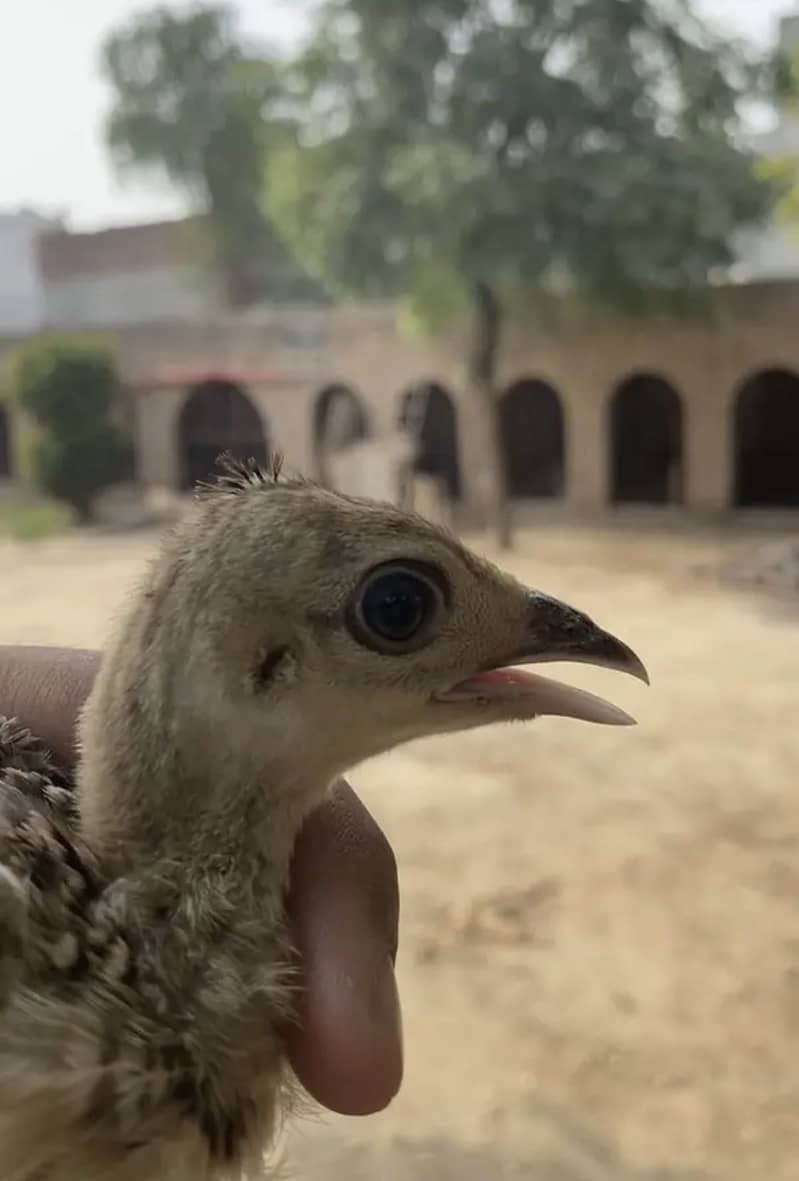 Peacock chicks 7