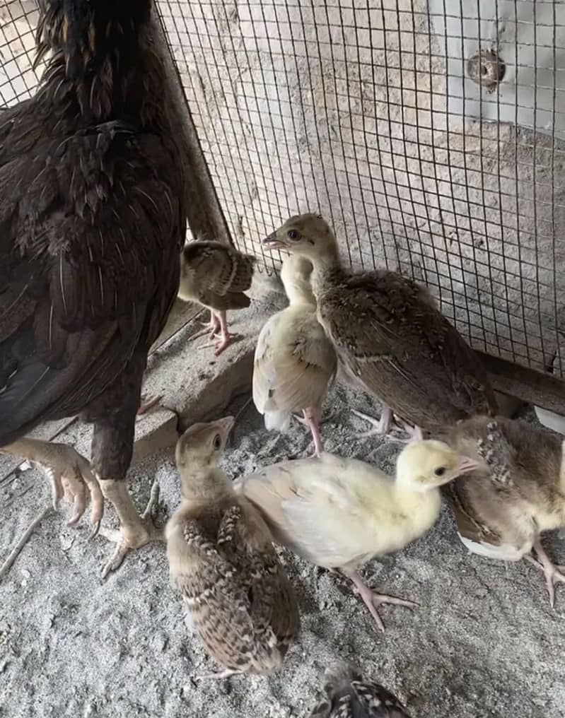 Peacock chicks 8