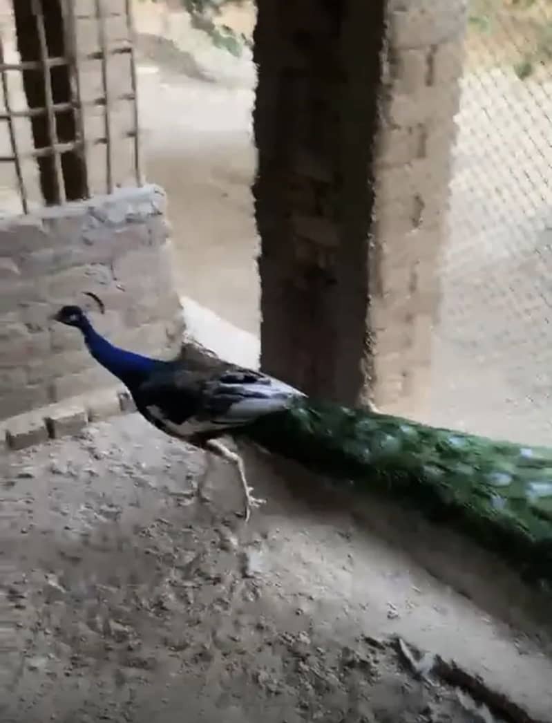 Peacock chicks 9
