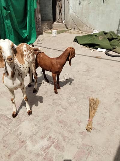 goat/male/female maa or bacha/first sowa