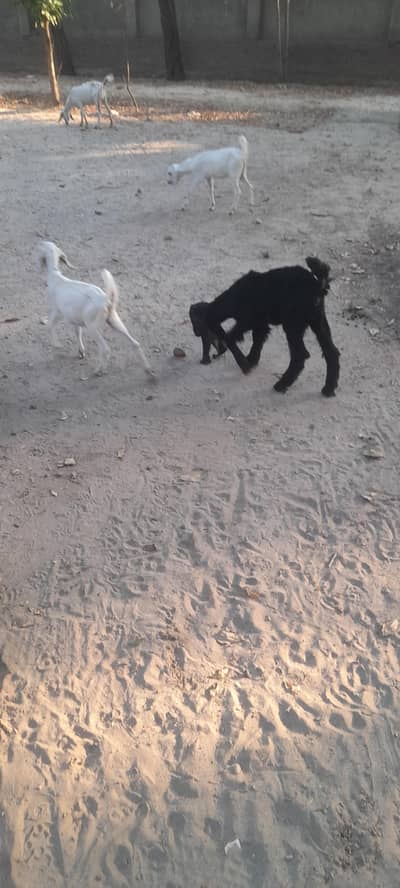 desi&sindi nacha