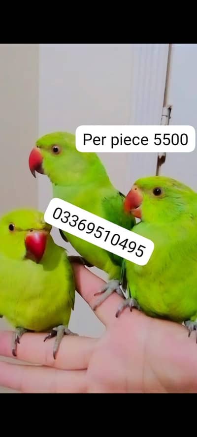 Green ringneck parrot handtame male female available
