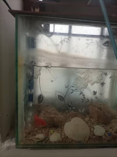 aquarium for sale with two fish