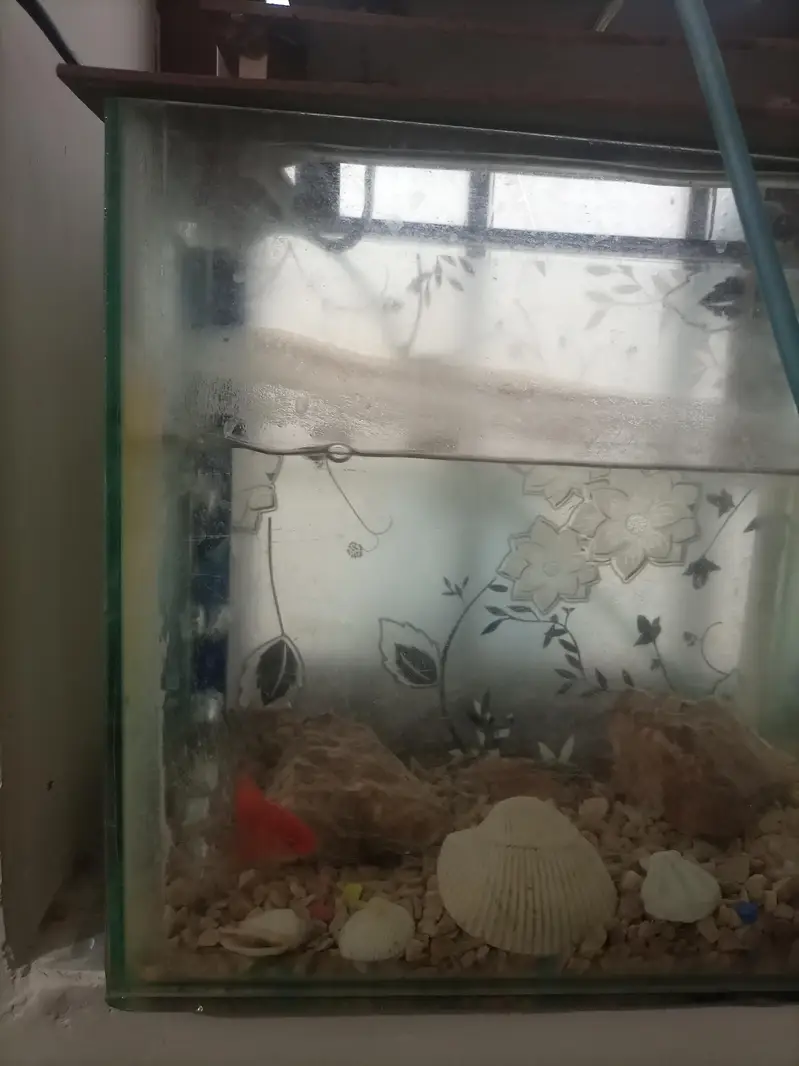aquarium for sale with two fish