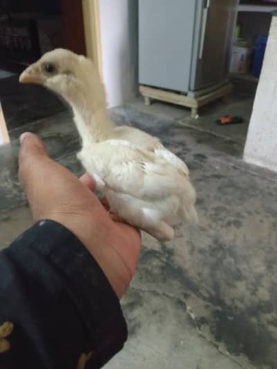 white chicks for sale 1 pice 1500