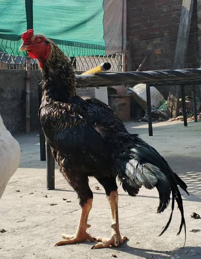 Sindhi aseel murga age 1.7 years 3.7 kg (03278846467)