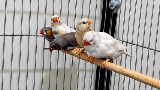 Exhibition Zebra Finches, Dutch line Finch, English line Finch