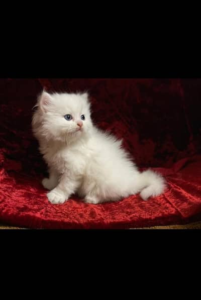 Persian cat triple coated