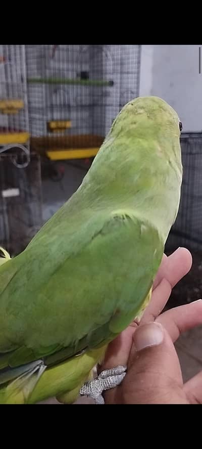 Green Ringneck 100%male