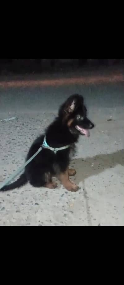 German shepherd long coated black mask female puppy available for sale