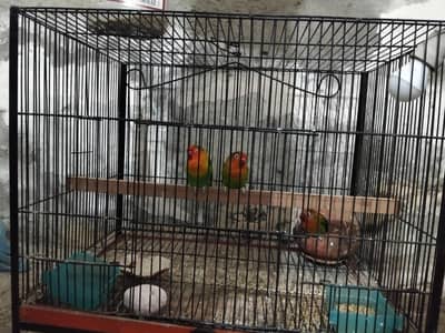 urgent for sale two female one male class cage